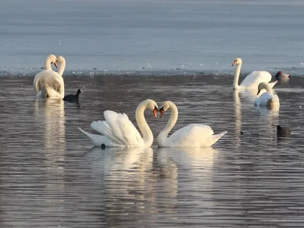 Sonnet XVII By Pablo Neruda