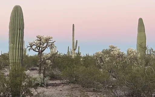 Sonoran Desert Meditation