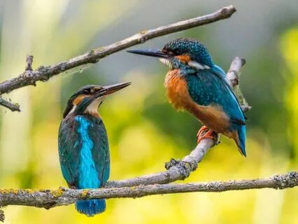 Sons da Natureza Para Relaxar a Mente e Reduzir a Ansiedade