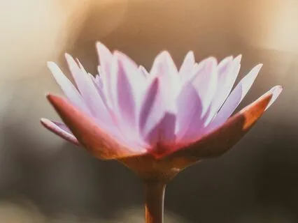 Soothe Overthinking And Restore Mental Clarity And Calm