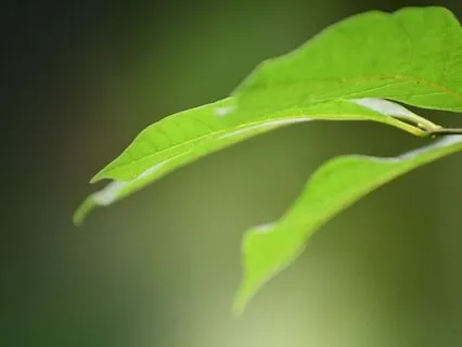 Soothe (Three Hours)