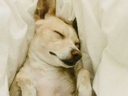 Soothing 432 Hz Music For You And Your Pets