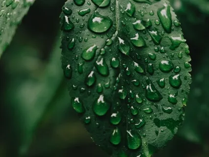 Soothing Autumn Rain - Nature Sounds 