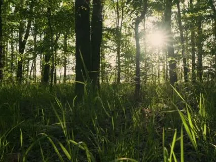 Forest Morning - Birdsong To Start Your Peaceful Morning