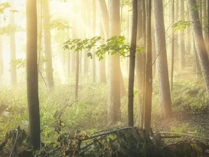 Soothing Breath Meditation