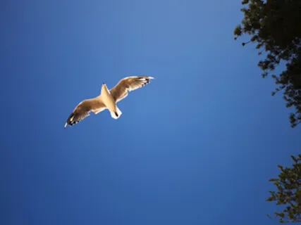 Soothing Breathing Rhythm