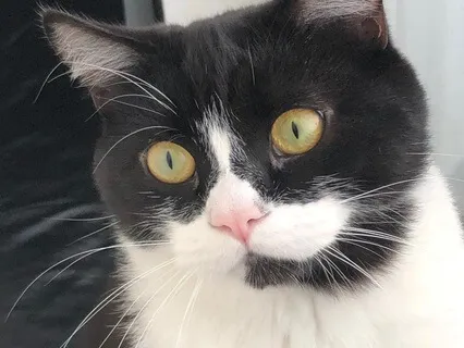 Soothing Cat Purrs For Relaxation