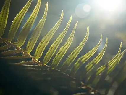 Soothing Coronavirus Fears