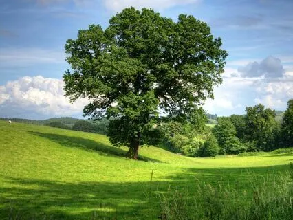 Soothing Dreams - Music For Anxiety Soothe