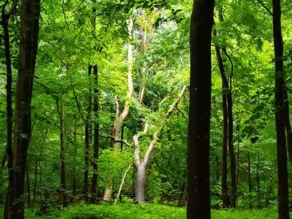 Soothing During Conflict For Avoidant Attachment