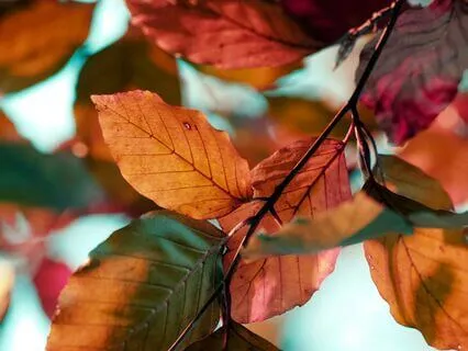 Soothing Flute Serenity For Music Therapy