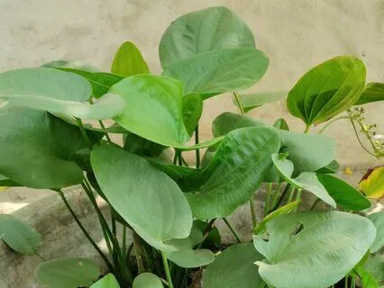 Soothing Flute Serenity