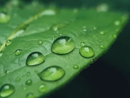 Soothing Forest Rain For Sleep: Sound Healing