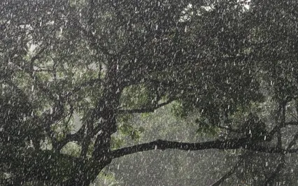 Soothing Forest Rain For Sleep