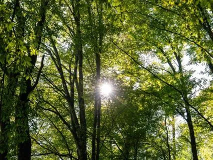 Solitude Amongst The Trees