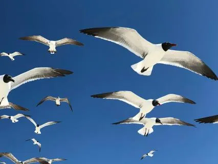 Soothing Guitar & Birds Singing For Sleep And Meditation
