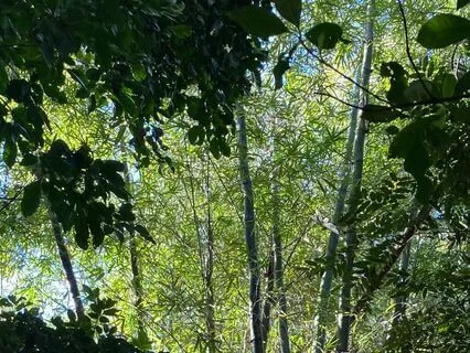 Soothing Instrumental Meditation For Peace And Wonder