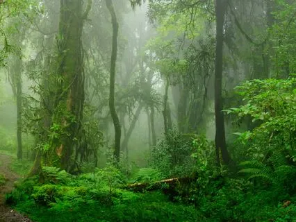 Soothing Jungle Sounds For Relaxation