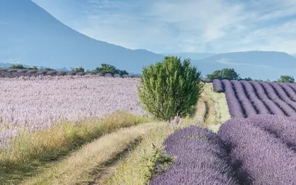 Soothing Lavender Fields Nature Sounds For Sleep, Meditation