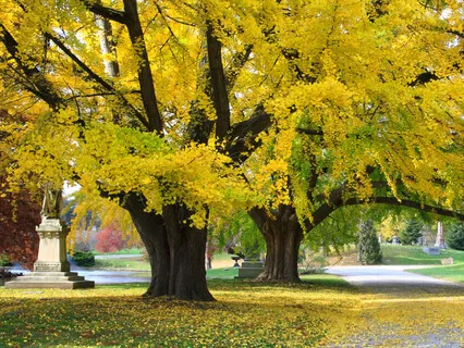 Farewell Mantra For Letting Go