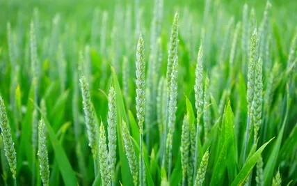 Soothing Meditation for Anxiety Reduction with 174 Hz