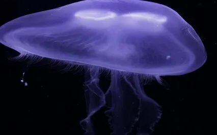 Soothing Meditation Music