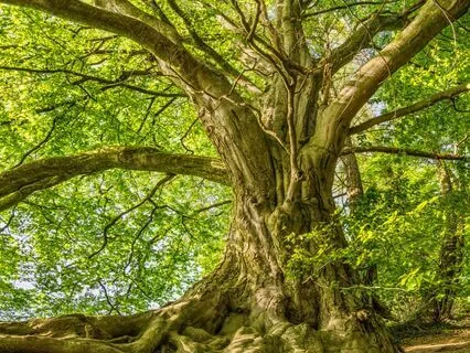 Soothing Midnight Meditation - Restorative Harmony