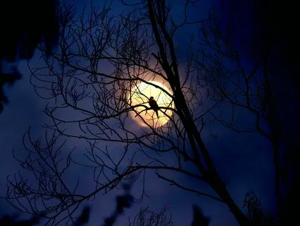 Meditating Moonlight Slumber: 4 Hz Binaural