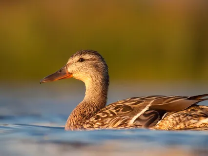 Soothing Music For Meditation