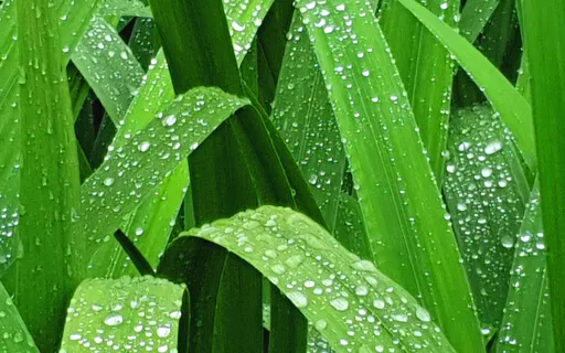 Soothing Nap Nidra For Rest Or Sleep