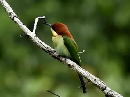 Rainforest Bird Song Nature Sounds White Noise (No Music)