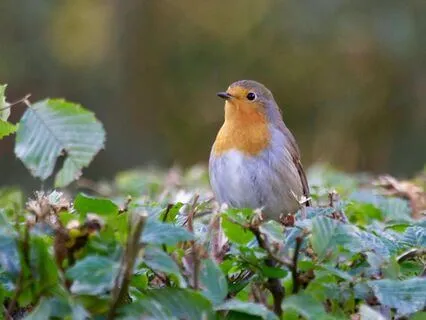 Soothing Piano Birdsong To Rest The Mind, Open The Heart