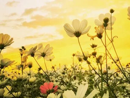 Soothing Piano Meditative Music Compilation