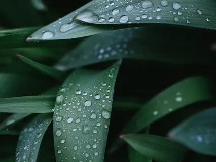 Soothing Piano With Soft Rain, Frogs And Birds