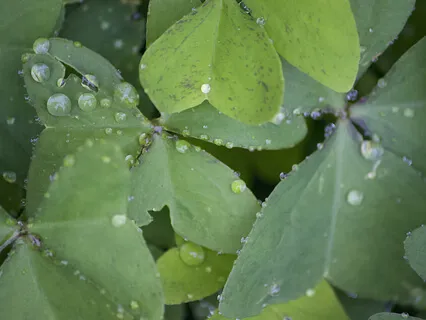 Soothing Rain Sound Therapy