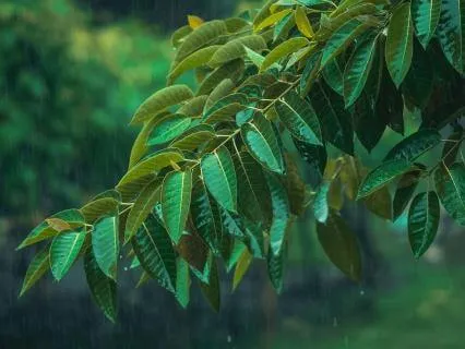 Soothing Rain To Falling Asleep Fast