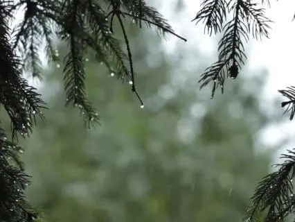 Soothing Rain & Wind In The Forest | Deep Nature Calm