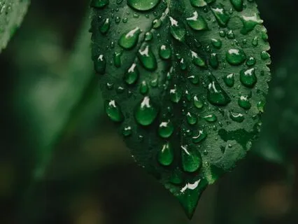 Soothing Rain With Theta Waves