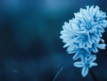 Soothing Sleep Music: Drift Off To Sleep Fast