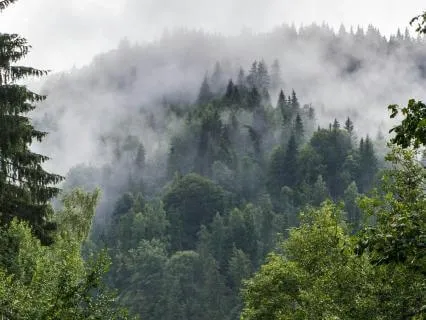 Soothing Sleep Rain Sounds