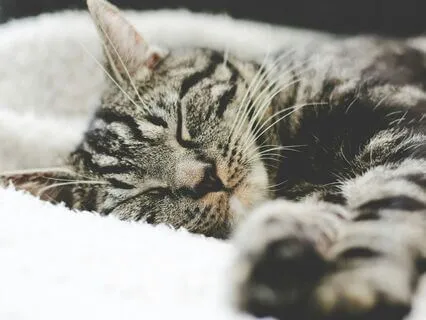 Soothing Sleep Story Collection For Insomnia