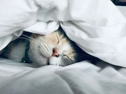 Soothing, Smooth Electric Piano For A Nervous System Reset