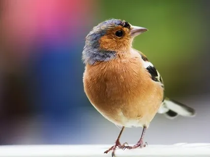 Soothing, Soft And Gentle Guitar Music With Bird Sounds For Stress Relief