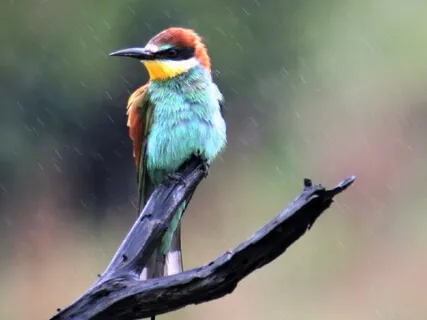 Soothing Sounds: Birds In The Rain