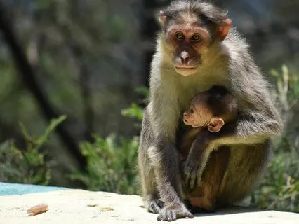 Soothing Sounds | Mother's Heart Beat Drum + Koshi Chimes