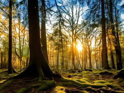 Soothing Soundscape For Deep Relaxation 3 Hz Binaural Beats