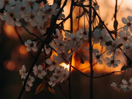 Soothing Soundscapes: Cello And Flute Meditative Journey