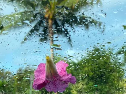 Soothing Springtime Rain