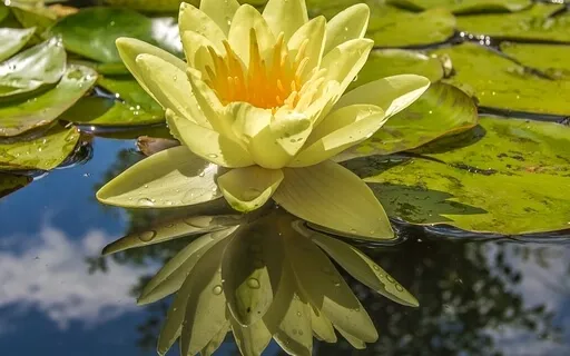 Soothing Summer Morning