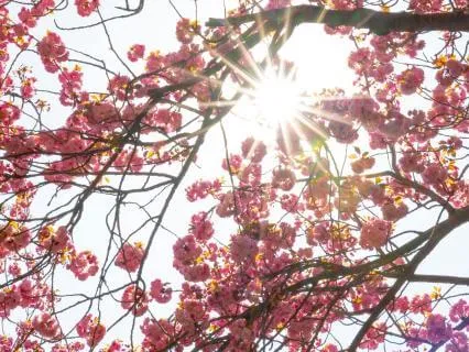 Soothing The Body - Reiki-Inspired For Pain Relief